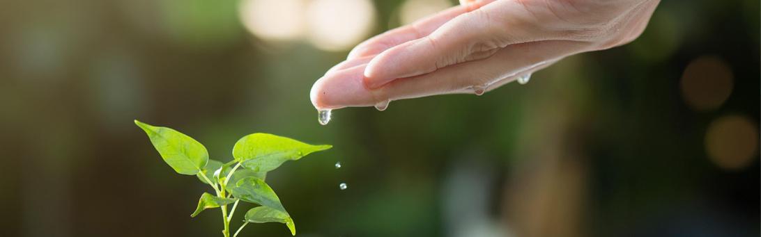 Rapport environnemental MAF 2024